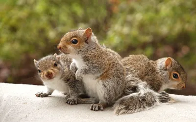 Animal Squirrel Animals Animals Wallpaper 4K 1680x1050 Animal, Squirrel, Hd, Desktop, Wallpaper, Background, Image, White, Ultrawide