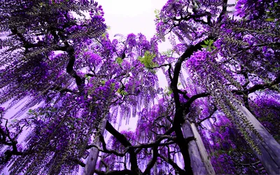 Calm Breathtaking Wallpaper Nature Wallpaper 4K 1920x1200 Hd, Desktop, Wallpaper:, Featuring, A, Breathtaking, View, Of, Wisteria, Tree, Vibrant, Purple, White, Ultrawide, Full HD