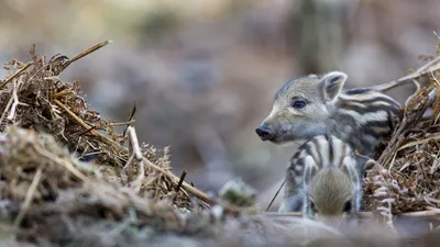 Quad Baby Boar Piglets Animals Wallpaper 4K 2560x1440 2k, Quad, Hd, Pc, Wallpaper/background:, Baby, Boar, Piglets, Pig, Animal, Striped, Coats, Gray, Ultrawide, QHD