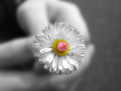 Close White Flower Nature Wallpaper 4K 2048x1536 A, Close-up, Of, White, Flower, With, Yellow, Center, Unique, Pink, Bud, Set, Gray, Landscape, Full HD