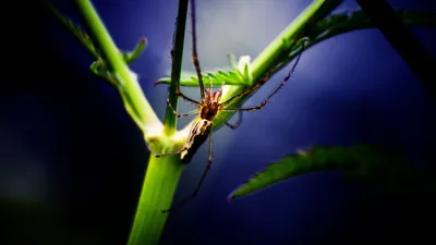 Serene Animal Wallpaper Animals Wallpaper 4K 1920x1080 Animal, Spider, Hd, Desktop, Wallpaper, Background, Image, Gray, Ultrawide, Full HD
