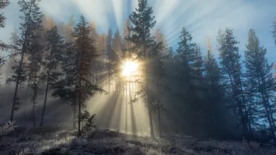 Sunbeams Piercing Mist Trees Serene Nature Wallpaper 4K 3840x2160 Hd, Wallpaper:, Of, Sunbeams, Piercing, Through, The, Mist, Trees, Serene, Forest, Creating, Gray, Ultrawide, 4k