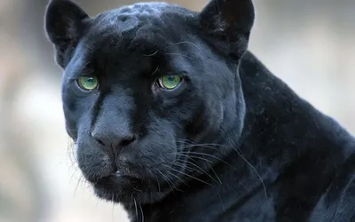 Serene Definition Wallpaper Black/Dark Wallpaper 4K 1920x1200 A, High-definition, Desktop, Wallpaper, Featuring, Black, Panther, Piercing, Green, Eyes, Gazing, Intently, White, Gray, Ultrawide, Full HD