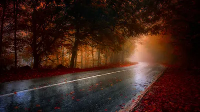 Depicting Foggy Forest Surrounded Autumn Nature Wallpaper 4K 2048x1152 Hd, Desktop, Wallpaper, Depicting, A, Foggy, Forest, Road, Surrounded, Autumn, Trees, Fallen, Brown, Orange, Ultrawide, Full HD