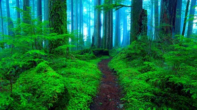 Foggy Forest Lush Nature Wallpaper 4K 2560x1440 Hd, Desktop, Wallpaper:, Of, A, Foggy, Forest, Featuring, Lush, Green, Path, Winding, Brown, Red, Ultrawide, QHD
