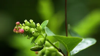 Bright Green Wallpaper Animals Wallpaper 4K 1920x1080 Green, Leaf, Animal, Insect, Hd, Desktop, Wallpaper, Brown, Ultrawide, Full HD