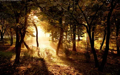 Sunlight Filters Dense Trees Serene Nature Wallpaper 4K 1920x1200 Sunlight, Filters, Through, Dense, Trees, In, A, Serene, Forest, Creating, Scenic, View, Black, White, Ultrawide, Full HD