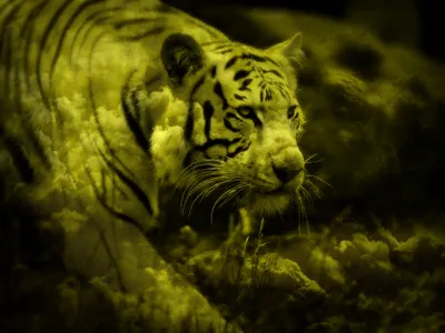 White Tiger Yellow Animals Wallpaper 4K 2048x1536 White, Tiger, Yellow, Clouds, Orange, Brown, Landscape, Full HD