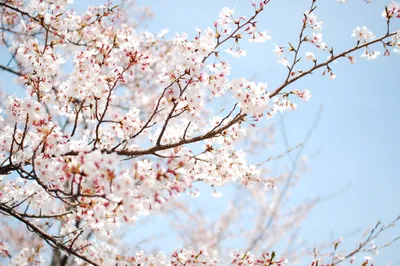 Branch Full Blossom Delicate Nature Wallpaper 4K 3008x2000 A, Branch, In, Full, Blossom, With, Delicate, White, Flowers, Against, Clear, Blue, Ultrawide, QHD