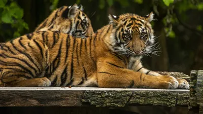 Dreamy Animal Wallpaper Animals Wallpaper 4K 3840x2160 Animal, Tiger, Hd, Desktop, Wallpaper, Background, Image, Brown, Ultrawide, 4k