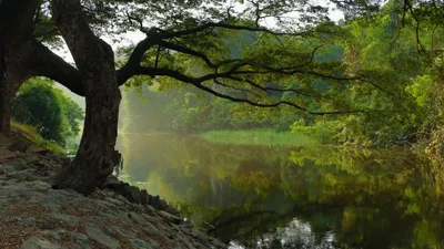 Dreamy Serene Wallpaper Nature Wallpaper 4K 3840x2160 A, Serene, Hd, Wallpaper:, Showing, Foggy, Riverbank, Surrounded, Lush, Green, Trees, Reflecting, White, Ultrawide, 4k