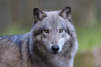 Animal Wolf Animals Animals Wallpaper 4K 2000x1335 Animal, Wolf, Hd, Desktop, Wallpaper, Background, Image, White, Gray, Landscape, Full HD