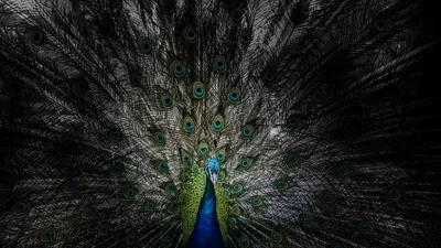 Misty Peacock Wallpaper Animals Wallpaper 4K 2560x1440 Hd, Desktop, Wallpaper, Featuring, A, Peacock, With, Vibrant, Feathers, Fanned, Out, Showcasing, Brown, Ultrawide, QHD