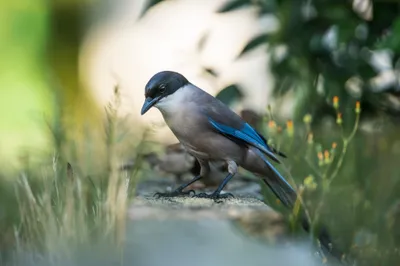 Bird Magpie Animal Close Animals Wallpaper 4K 2048x1366 Hd, Pc, Desktop, Wallpaper, Background, Of, A, Bird, Magpie, Animal, Close-up, Perched, White, Landscape, Full HD