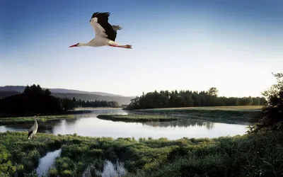 White Stork Animal Soaring Misty Animals Wallpaper 4K 1680x1050 Hd, Pc, Desktop, Wallpaper, And, Background, Showing, A, White, Stork, Animal, Soaring, Ultrawide
