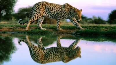 Leopard Walking Beside Water Abstract Wallpaper 4K 1920x1080 Hd, Pc, Desktop, Wallpaper, Featuring, A, Leopard, Walking, Beside, Water, Body, Clear, White, Ultrawide, Full HD