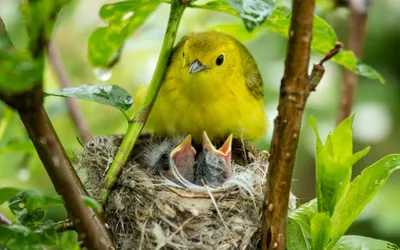 Golden Vibrant Wallpaper Abstract Wallpaper 4K 1920x1200 A, Vibrant, Yellow, Warbler, Perches, Protectively, Above, Its, Chicks, Nest, Surrounded, Lush, Brown, Ultrawide, Full HD