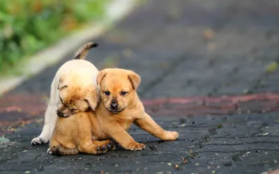 Epic Two Wallpaper Abstract Wallpaper 4K 2880x1800 Two, Playful, Puppies, Are, Seen, On, A, Textured, Path, Their, Fur, Shades, Orange, White, Ultrawide, QHD