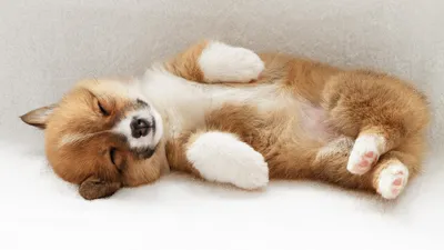 Bright Sleeping Wallpaper Abstract Wallpaper 4K 1920x1080 A, Sleeping, Puppy, Lies, On, Its, Back, Showcasing, Soft, Fur, Adorable, Features, White, Gray, Ultrawide, Full HD