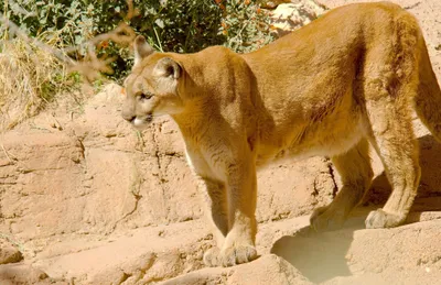 Animal Cougar Animals Animals Wallpaper 4K 2048x1327 Animal, Cougar, Hd, Desktop, Wallpaper, Background, Image, Gray, Ultrawide, Full HD