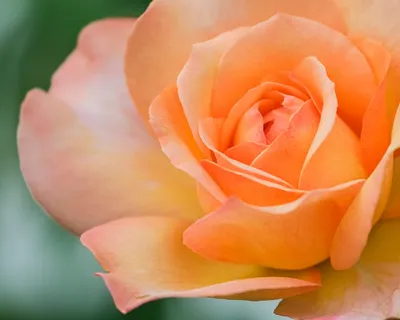 Close Nature Rose Nature Wallpaper 4K 2048x1640 Close-up, Nature, Rose, Hd, Desktop, Wallpaper, Background, Purple, Orange, Gray, Square, Full HD