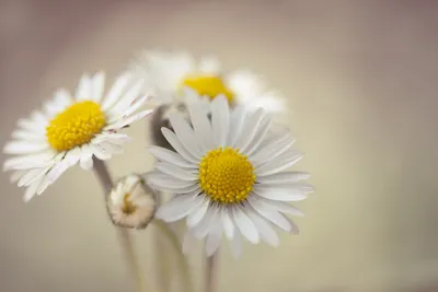 Bold Close Wallpaper Wallpaper 4K, Nature category