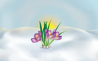 Bold Artistic Wallpaper Nature Wallpaper 4K 1920x1200 Artistic, Hd, Pc, Desktop, Wallpaper, And, Background, Purple, Crocus, Flowers, Emerging, Snow, White, Ultrawide, Full HD