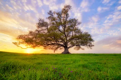 Moody Magnificent Wallpaper Nature Wallpaper 4K 2000x1333 A, Magnificent, Lonely, Tree, Stands, Amidst, Lush, Green, Grass, Bathed, Warm, Glow, Gray, White, Ultrawide, Full HD