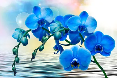 Radiant Vibrant Wallpaper Nature Wallpaper 4K 3872x2592 A, Vibrant, Display, Of, Blue, Orchids, Reflected, On, Tranquil, Water, Surrounded, Soft, White, Red, Landscape, 4k
