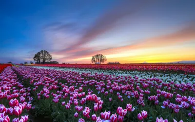 Bold Vibrant Wallpaper Nature Wallpaper 4K 1920x1200 A, Vibrant, Field, Of, Tulips, Blooms, In, Shades, Pink, White, Under, Beautiful, Brown, Ultrawide, Full HD
