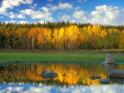 Vibrant Golden Trees Reflecting Nature Wallpaper 4K 1600x1200 A, Vibrant, Scene, Of, Golden, Trees, Reflecting, In, Serene, Lake, Framed, Clear, White, Gray, Landscape