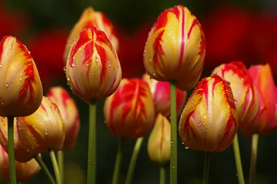 Radiant Close Wallpaper Nature Wallpaper 4K 3008x2000 Close-up, Of, Vibrant, Tulips, With, Red, And, Yellow, Petals, Adorned, Droplets, Showcasing, Brown, Orange, Ultrawide, QHD