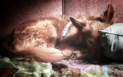 Vibrant Close Wallpaper Animals Wallpaper 4K 2560x1600 Hd, Pc, Desktop, Wallpaper, Featuring, A, Close-up, Of, Fluffy, Dog, Resting, Head, Gray, Brown, Ultrawide, QHD