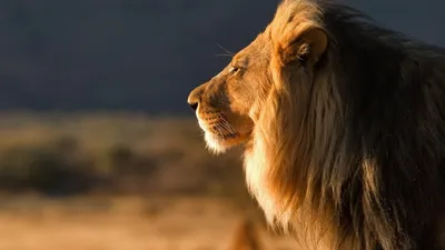Majestic Lion Profile Bathed Warm Animals Wallpaper 4K 1920x1080 Hd, Pc, Desktop, Wallpaper, Featuring, A, Majestic, Lion, Profile, Bathed, Warm, Natural, Orange, Ultrawide, Full HD