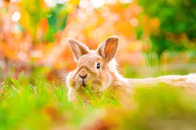 Serene Animal Wallpaper Animals Wallpaper 4K 2000x1334 Animal, Rabbit, Hd, Desktop, Wallpaper, Background, Image, White, Yellow, Landscape, Full HD