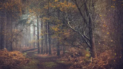 Nature Forest Fall Nature Wallpaper 4K 3840x2160 Path, Nature, Forest, Fall, Hd, Desktop, Wallpaper, Gray, White, Ultrawide, 4k