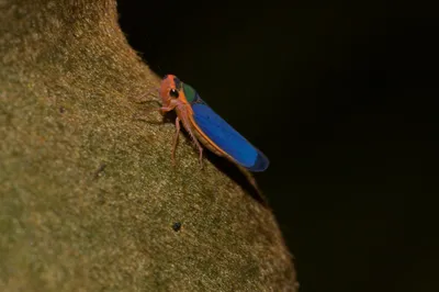 Animal Insect Animals Animals Wallpaper 4K 4752x3164 Animal, Insect, Hd, Desktop, Wallpaper, Background, Image, Brown, Ultrawide, 4k