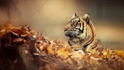 Majestic Tiger Amidst Animals Wallpaper 4K 1920x1080 Hd, Desktop, Wallpaper, Featuring, A, Majestic, Tiger, Amidst, Autumn, Leaves, Exuding, Sense, Gray, Ultrawide, Full HD