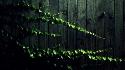 Lush Vine Vibrant Wallpaper 4K, Nature category