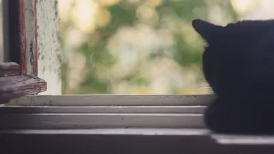 Dreamy Black Wallpaper Animals Wallpaper 4K 1920x1080 Hd, Pc, Desktop, Wallpaper, Featuring, A, Black, Cat, Sitting, Windowsill, Gazing, Out, Gray, Ultrawide, Full HD
