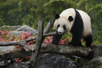 Dark Animal Wallpaper Animals Wallpaper 4K 3052x2039 Animal, Panda, Hd, Desktop, Wallpaper, Background, Image, Gray, White, Landscape, QHD