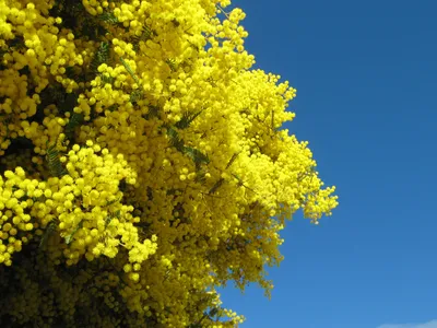 Vibrant Golden Wattle Flowers Full Nature Wallpaper 4K 1600x1200 Vibrant, Golden, Wattle, Flowers, In, Full, Bloom, Against, Clear, Blue, Sky, Captured, Brown, Landscape