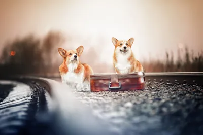 Dog Suitcase Animal Animals Wallpaper 4K 2500x1667 Dog, Suitcase, Animal, Corgi, Hd, Desktop, Wallpaper, White, Landscape, Full HD