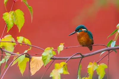 Common Kingfisher Perched Leafy Abstract Wallpaper 4K 2048x1365 Common, Kingfisher, Perched, On, A, Leafy, Branch, Against, Warm, Red, Backdrop, Vibrant, Ultrawide, Full HD