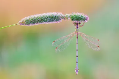 Close Dragonfly Perched Grass Seed Fantasy Wallpaper 4K 2048x1365 Hd, Desktop, Wallpaper, Featuring, A, Close-up, Of, Dragonfly, Perched, Grass, Seed, Head, Gray, Ultrawide, Full HD