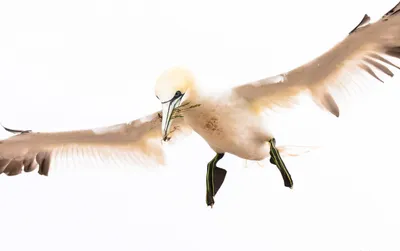 Bird Animal Northern Animals Wallpaper 4K 2399x1504 Bird, Animal, Northern, Gannet, Hd, Desktop, Wallpaper, White, Ultrawide, Full HD