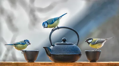 Vivid Teapot Wallpaper Animals Wallpaper 4K 3840x2160 Teapot, Bird, Animal, Titmouse, Hd, Desktop, Wallpaper, White, Ultrawide, 4k