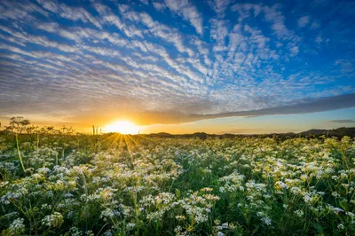Epic Vibrant Wallpaper Nature Wallpaper 4K 2048x1365 A, Vibrant, Hd, Desktop, Wallpaper, Featuring, Sunrise, Casting, Sunbeams, Over, Meadow, Filled, Gray, Brown, Ultrawide, Full HD