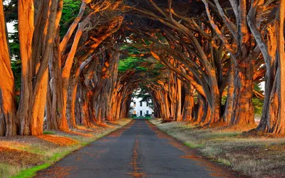 Radiant Tree Wallpaper Nature Wallpaper 4K 1920x1200 Hd, Desktop, Wallpaper, Showing, A, Tree-lined, Road, With, Twisted, Branches, Forming, Natural, Brown, Ultrawide, Full HD