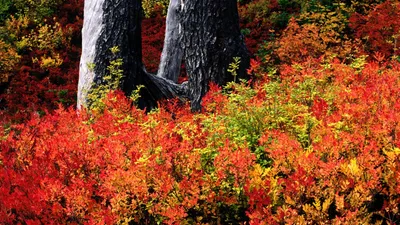 Nature Fall Nature Nature Wallpaper 4K 1920x1080 Nature, Fall, Hd, Desktop, Wallpaper, Background, Image, Orange, Brown, Ultrawide, Full HD